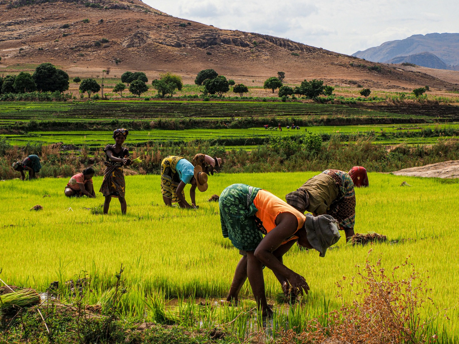Agriculture